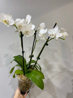 ORCHID PLANT IN IN GLASS VASE