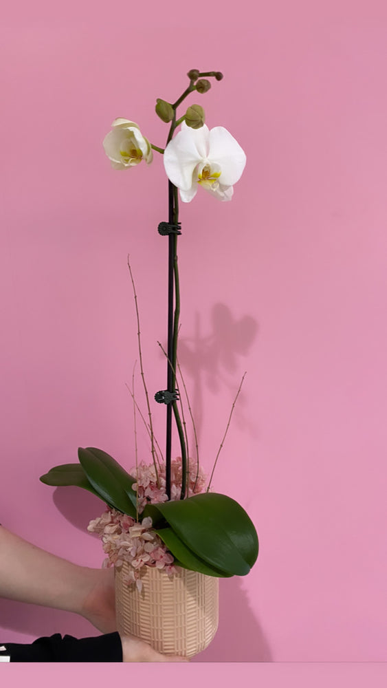 ORCHID PLANTS