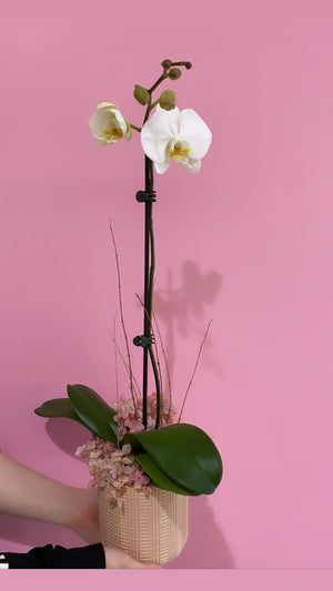 ORCHID PLANTS