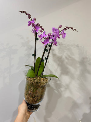 ORCHID PLANT IN IN GLASS VASE