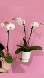 ORCHID PLANTS